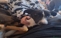 Lurcher dogs for sale: Lurcher pup - Image 1