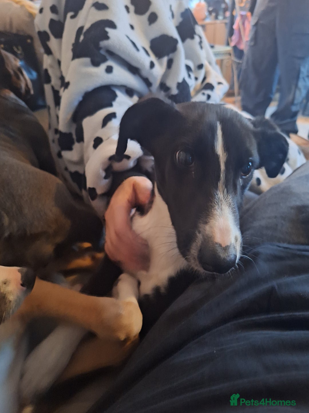 Lurcher dogs for sale: Lurcher pup - Image 1