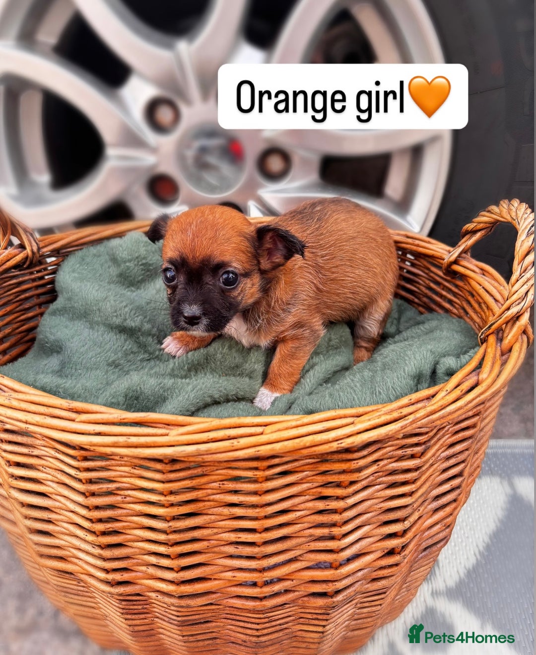 Cairn Terrier dogs for sale: Cairn terrier puppies  - Image 1