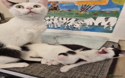 Mixed Breed cats for sale: 1 girl left of litter, ready for new home.  - Image 6