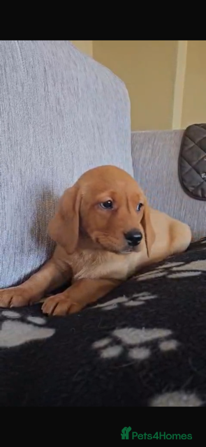 Labrador Retriever dogs Last Fox Red KC REG Labrador Girl Available £800 - Advert 17