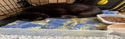 British Shorthair cats for sale: Adorable British Shorthair Kittens Ready to go in London - Advert 2