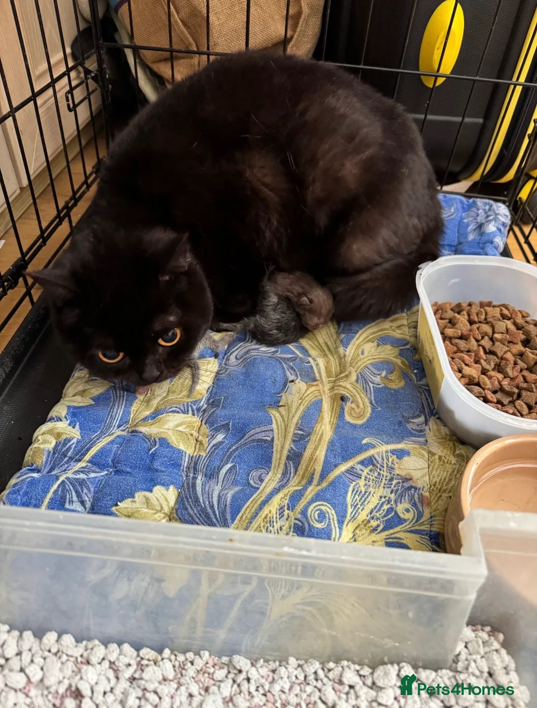 British Shorthair cats for sale: Adorable British Shorthair Kittens Ready to go in London - Advert 2