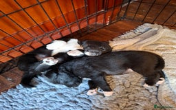 Borador dogs for sale: Borador puppies - Image 3