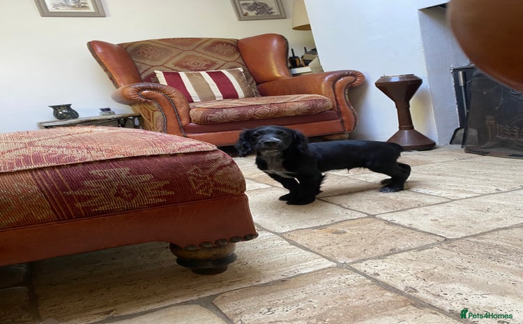 Cocker Spaniel dogs for sale - Advert 1