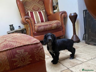 Cocker Spaniel dogs - Advert 36