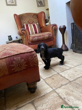 Cocker Spaniel dogs - Advert 5