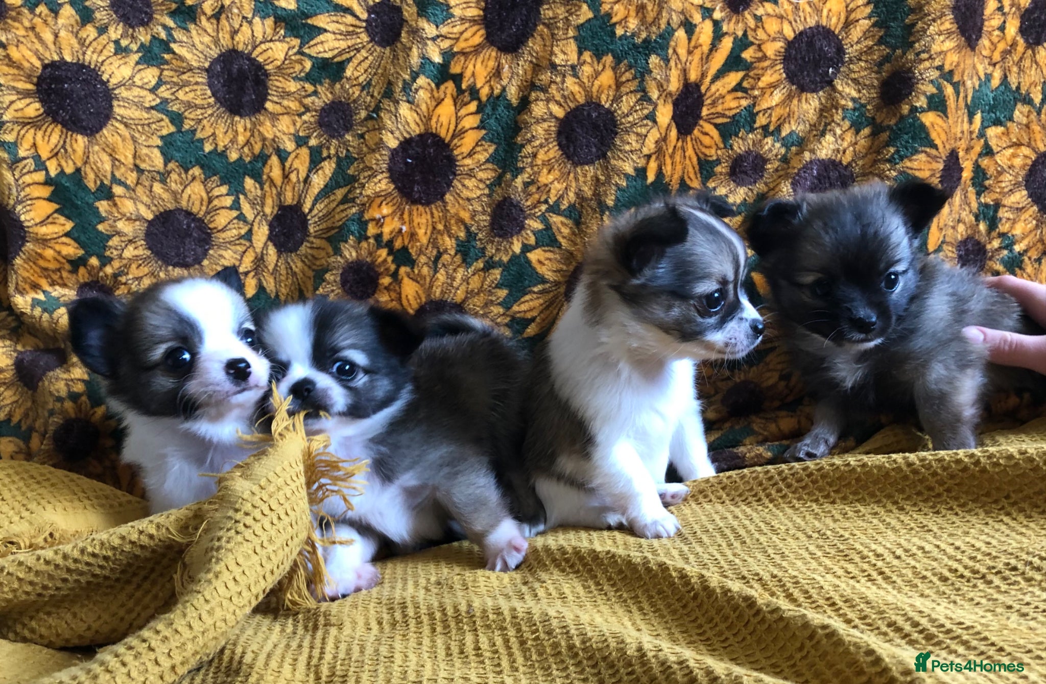 Chihuahua dogs Longhaired chihuahua puppies - Advert 1