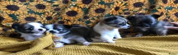 Chihuahua dogs for sale: Longhaired chihuahua puppies - Advert 1