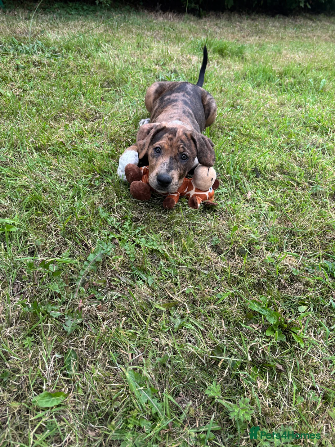 Mixed Breed dogs for sale: Fraya - Advert 7