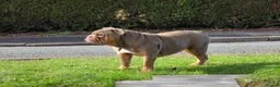 English Bulldog dogs for sale: 3x bulldogs - Advert 1