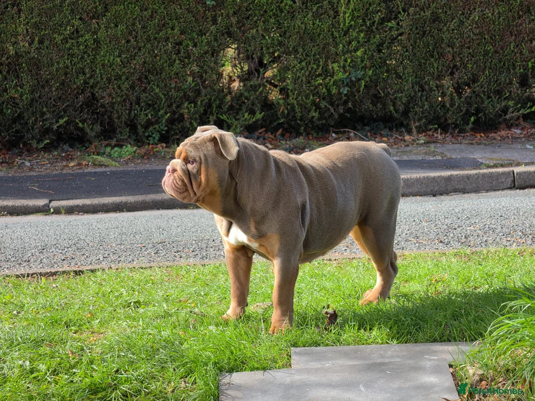 English Bulldog dogs for sale: 3x bulldogs - Advert 1