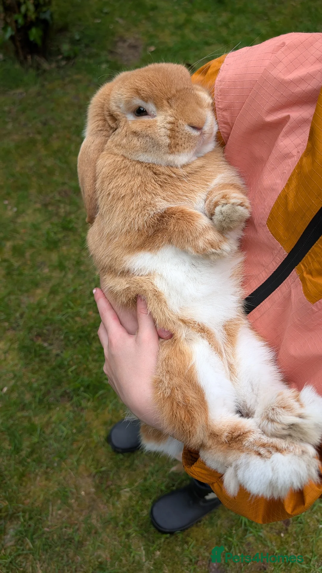 Mini Lop rabbits for sale: Friendly Purebred Mini Lop Buck – 1½ Years in Ferndown - Advert 2