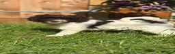 Sproodle dogs for sale: 2 Beautiful Sproodle Puppies - READY NOW - Advert 7