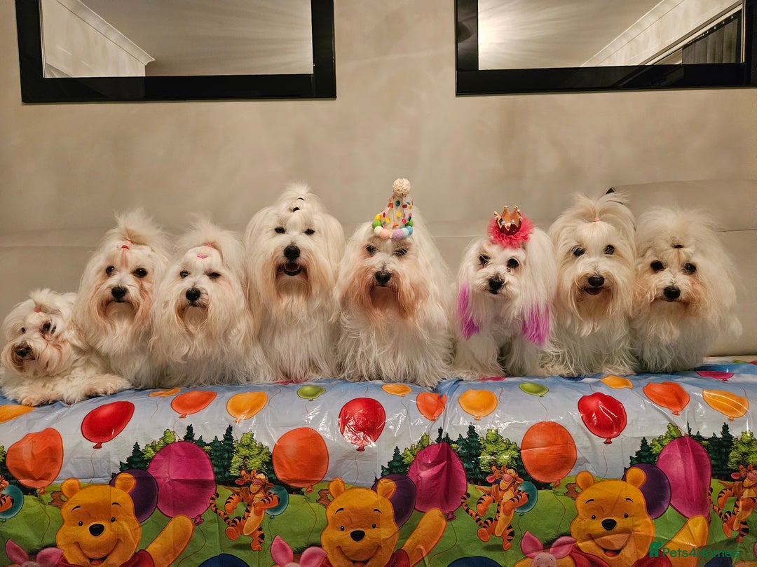 Coton De Tulear dogs for sale: 2 Stunning coton de Tulear girls - Image 7