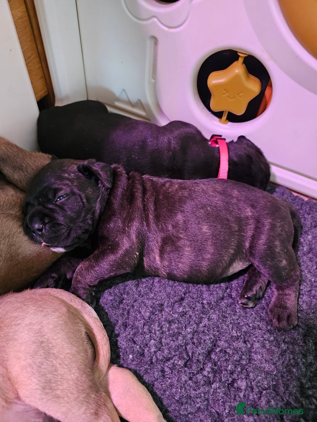 Bullmastiff dogs for sale: Quality Health Tested KC Bullmastiffs - Advert 3