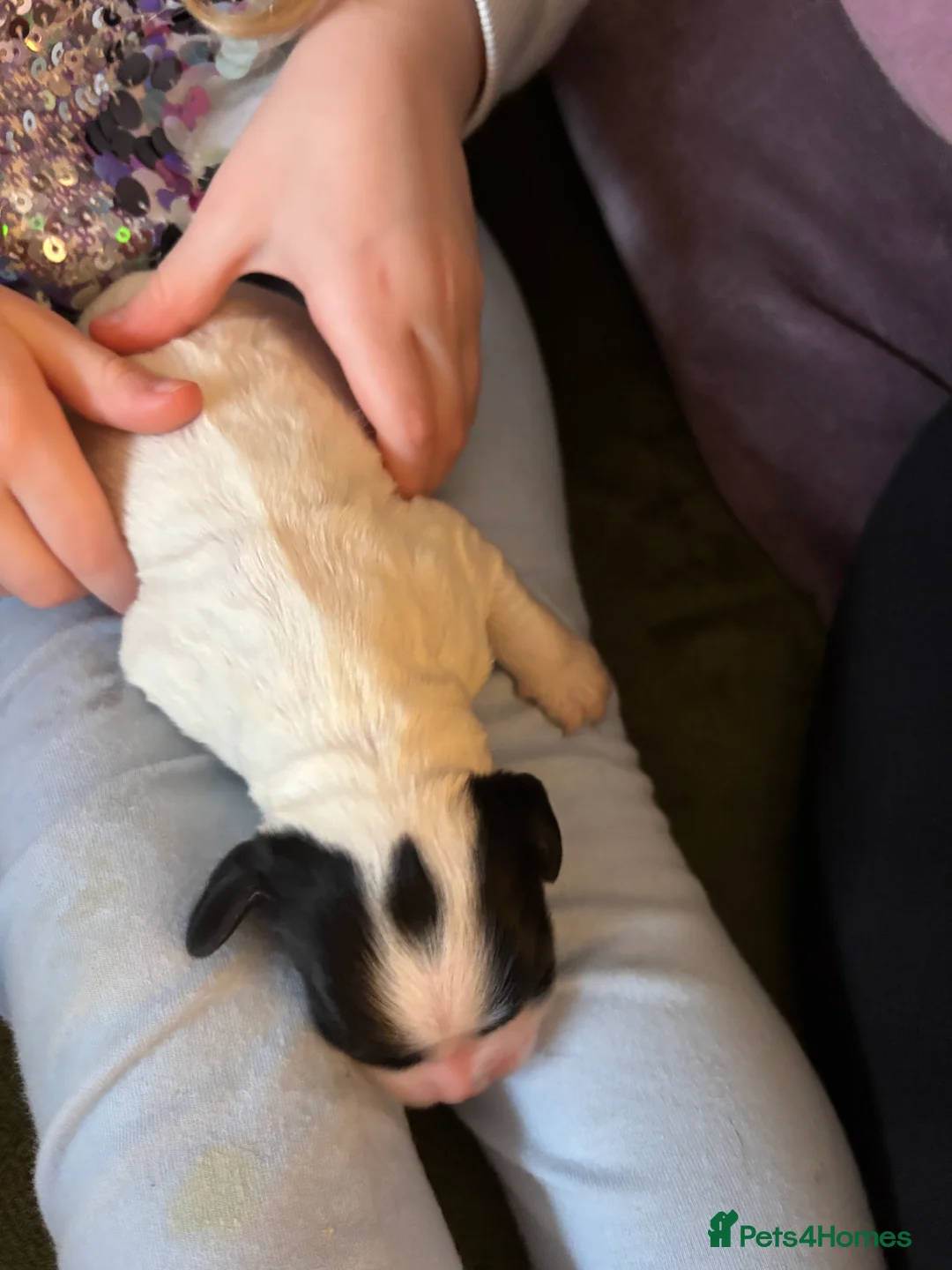 Cocker Spaniel dogs for sale: Working cocker spaniel puppies (White & Black) in Cardiff - Advert 17