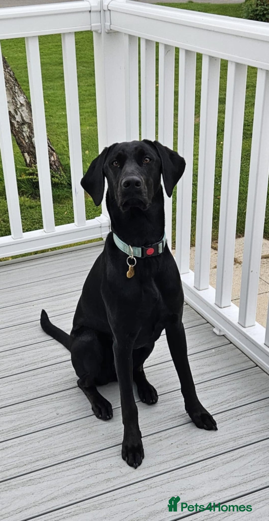 Mixed Breed dogs for sale: Doberdor - 14 Months Old - Advert 2