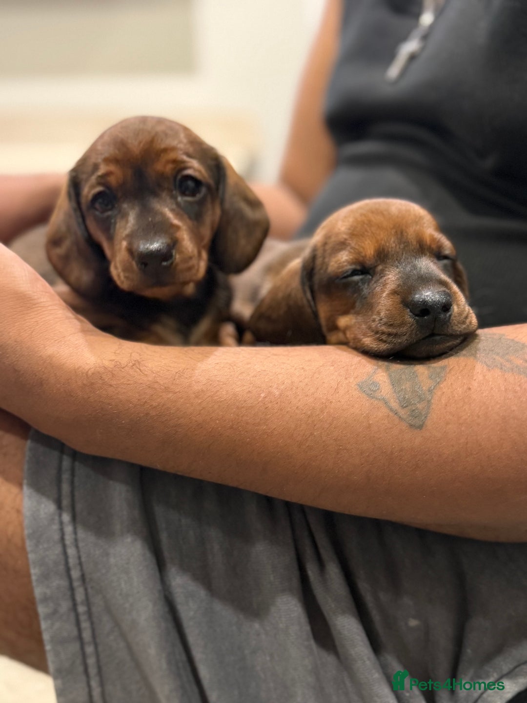 Miniature Dachshund dogs for sale: Miniature Dachshund puppies - Image 3