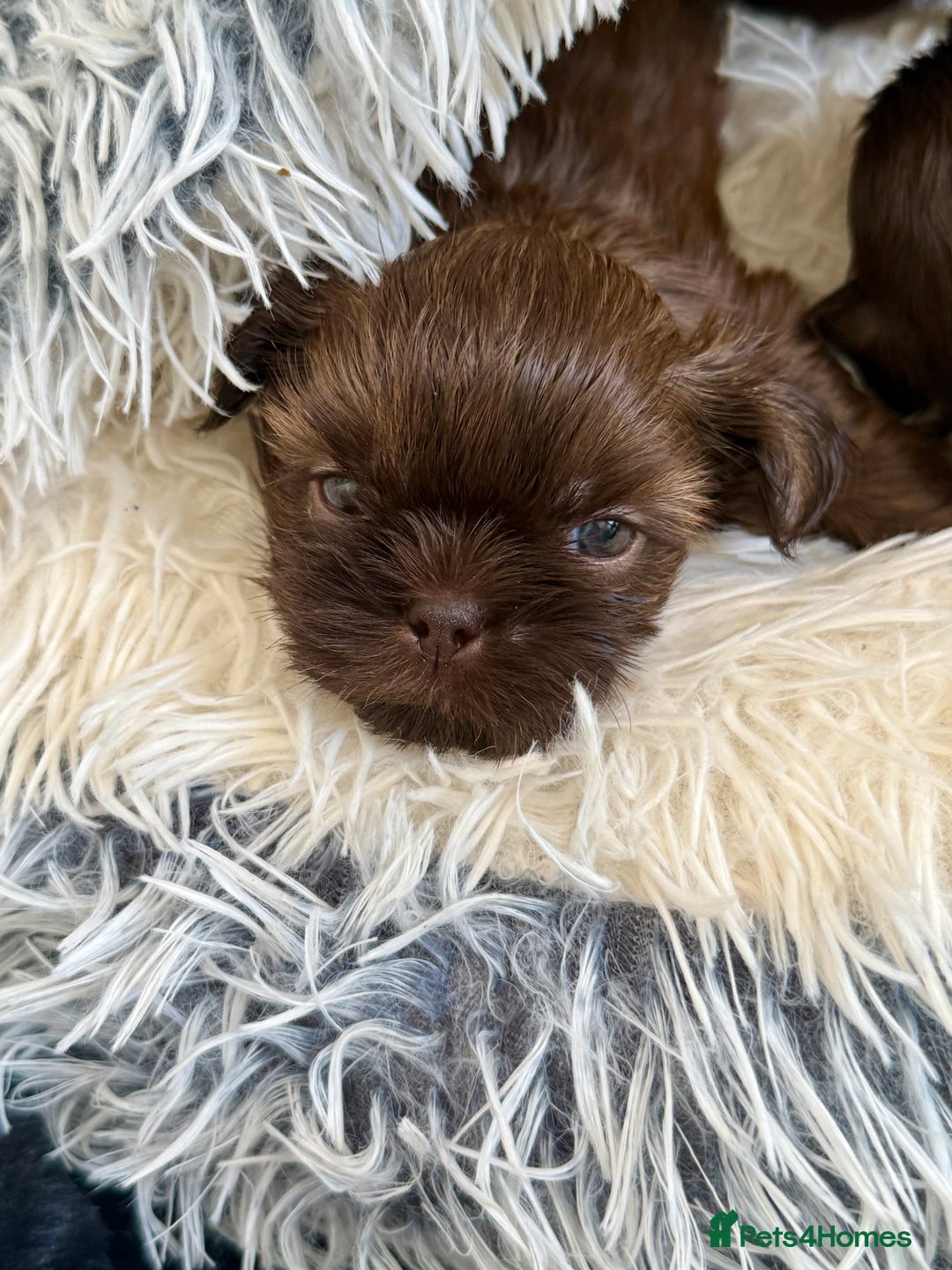 Shih Tzu dogs for sale: KC reg, 2 left! Potential blondes in Tamworth - Image 17