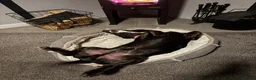 Mixed Breed dogs for sale: Happy, loving family dog in Chorley - Advert 14