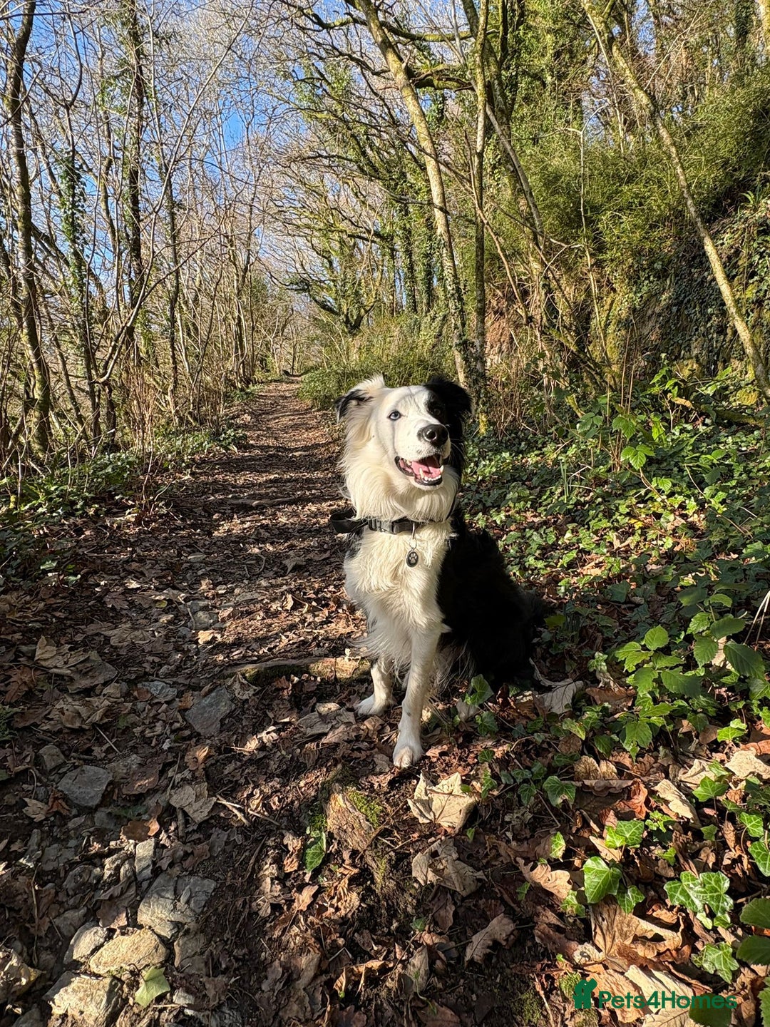 Border Collie dogs for sale: Border Collie 'Bandit' looking for a good home - Advert 2