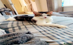 British Shorthair cats for sale: Beautiful litter of kittens  - Image 5