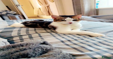 British Shorthair cats - Advert 13