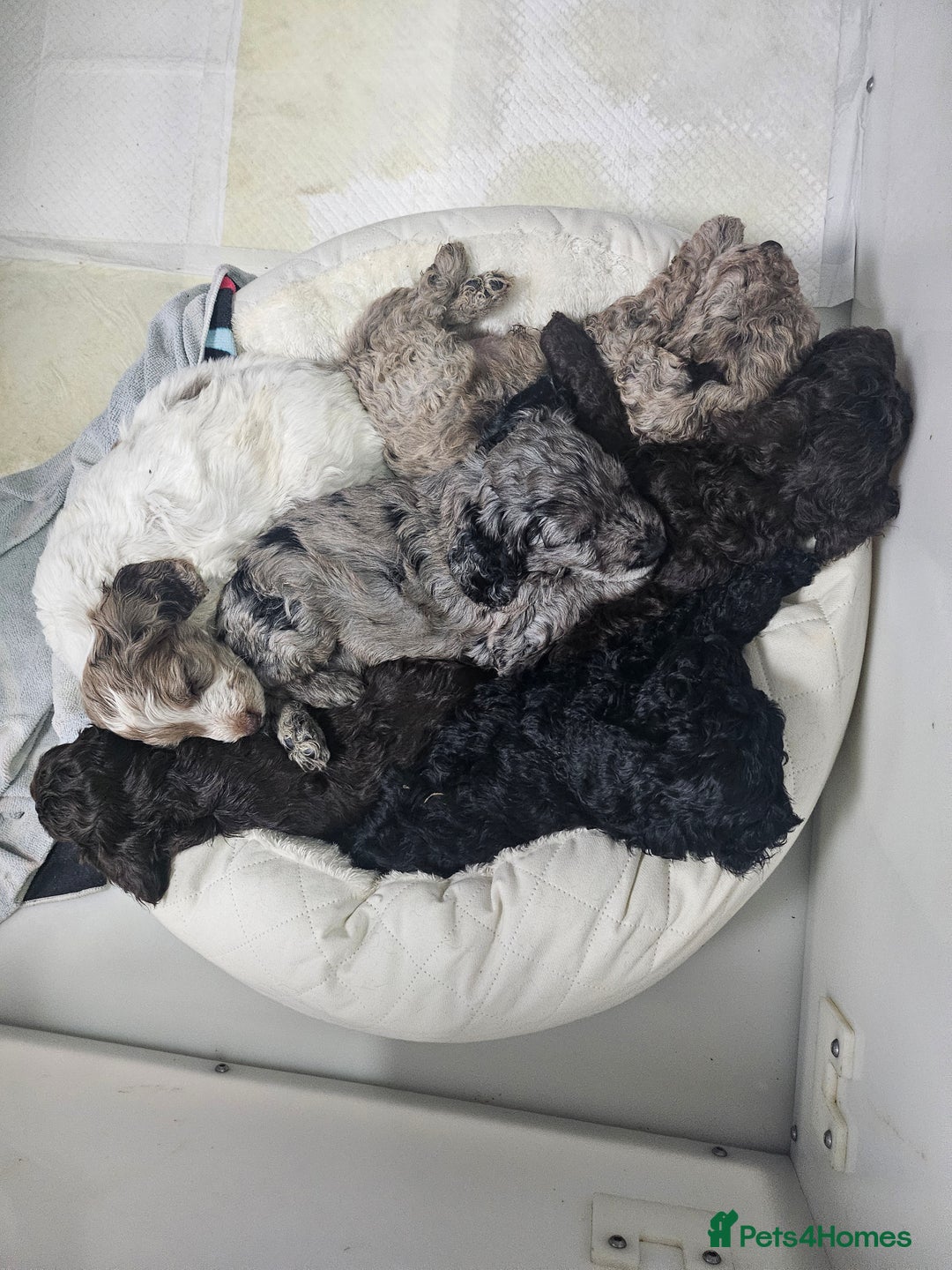 Cockapoo dogs for sale: Cockapoo puppies 2LEFT - Image 5