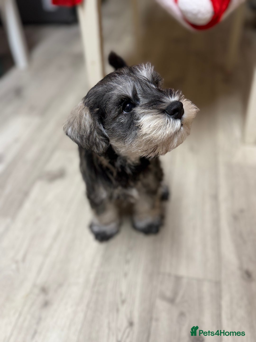 Miniature Schnauzer dogs for sale: One and only Jackie Miniature Shnauzer  - Advert 4