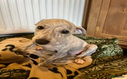 Mixed Breed dogs for sale:  🐶✨ ADORABLE WIGGY PUPPIES – licenced  breeder  - Image 20