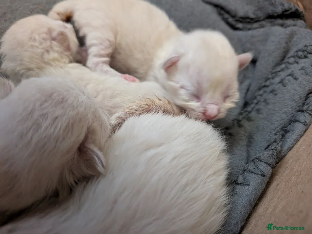 Maine Coon cats for sale: 5 mainecoon kittens - Advert 2