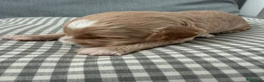 Cockapoo 4