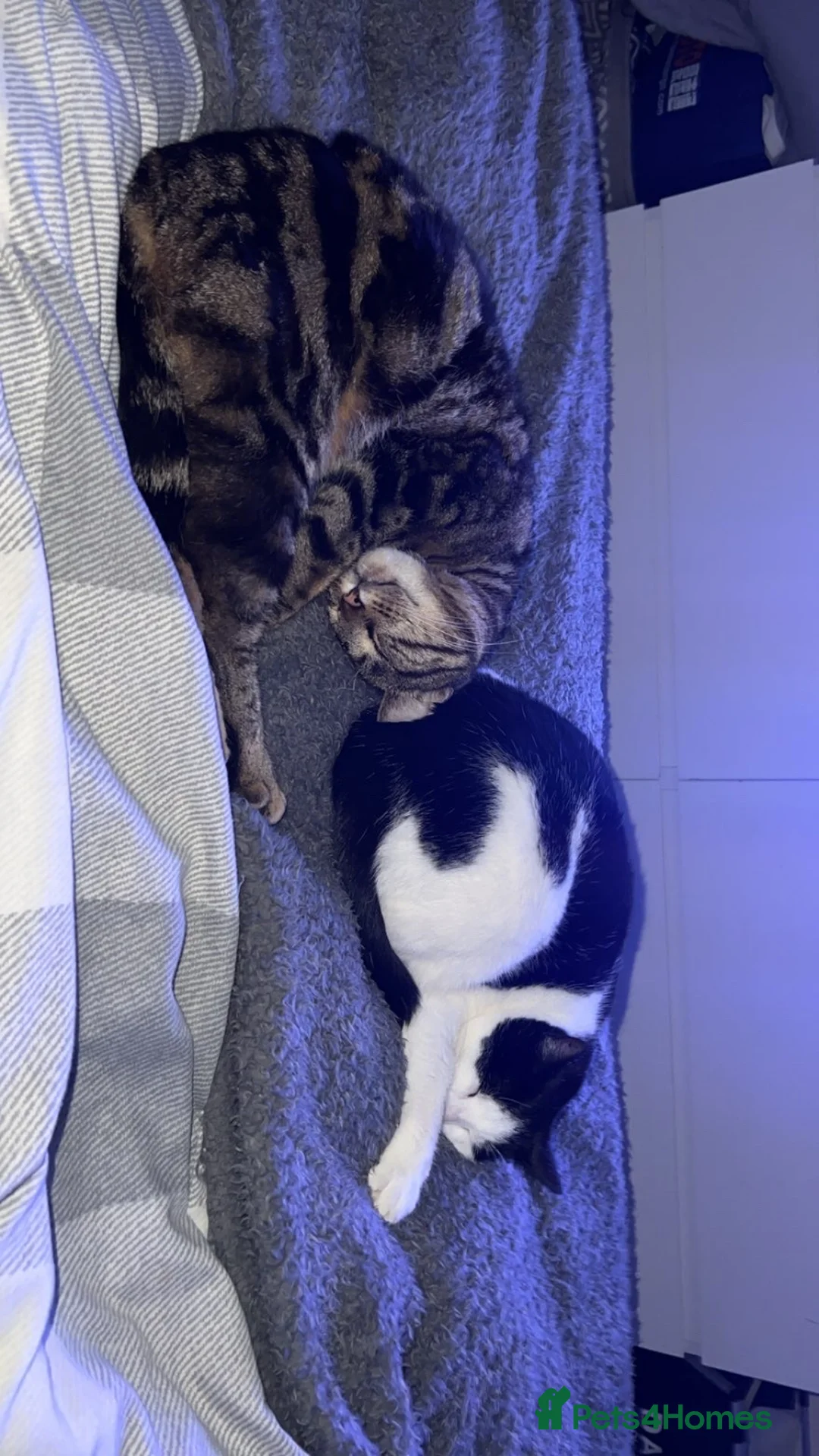 Bengal cats for sale: Bengal cross and mixed breed cats for sale  - Advert 4