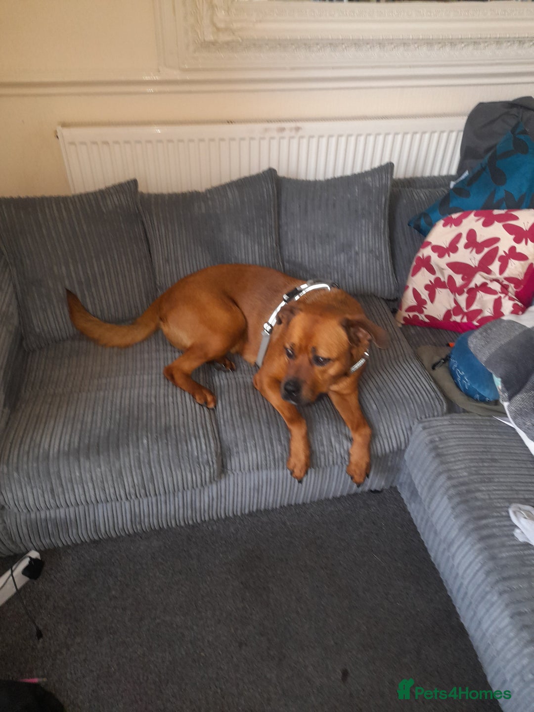 Mixed Breed dogs for sale: Bullmastiff/Rottweiler for rehoming - Image 5
