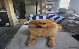 Pomeranian dogs for stud: Boysie  - Image 4