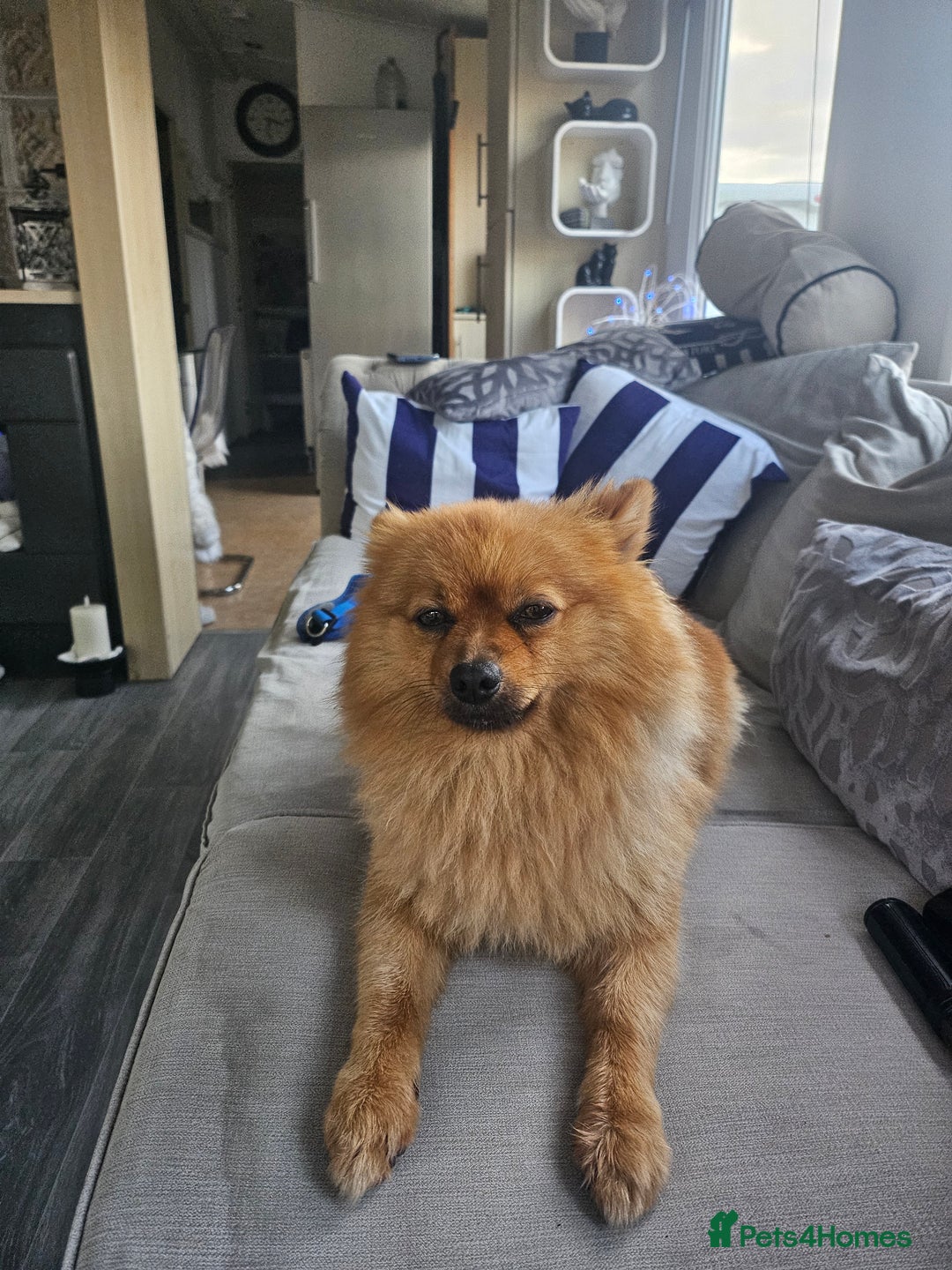 Pomeranian dogs for stud: Boysie  - Image 4