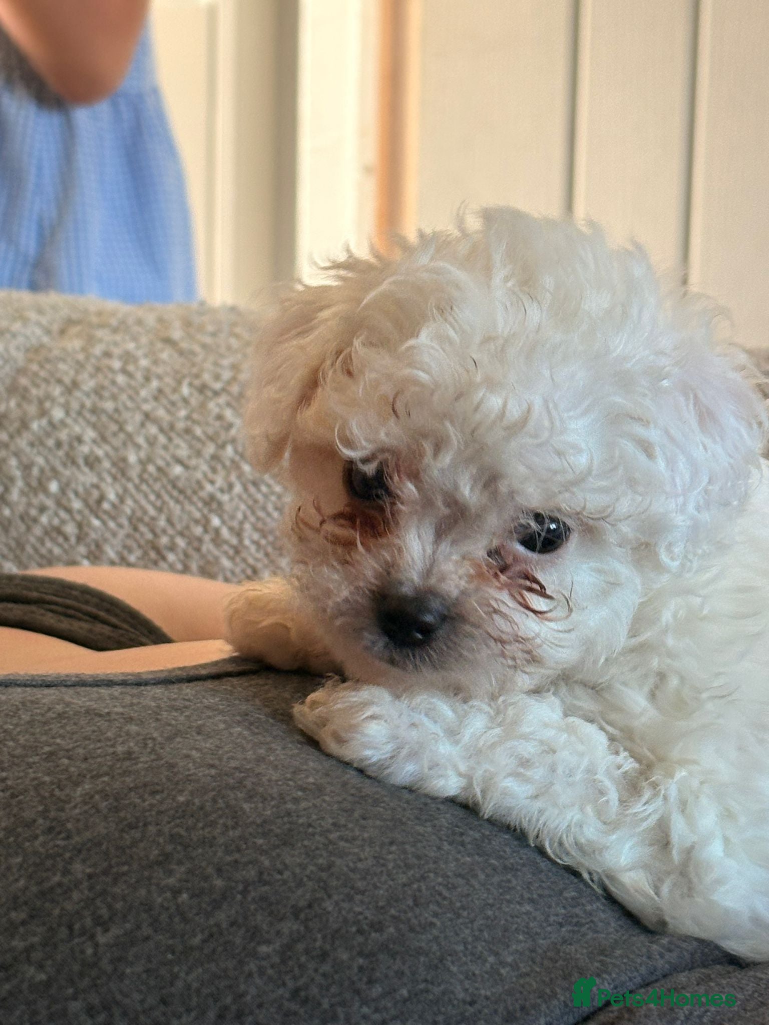 Shihpoo dogs Shihpoo puppy - Advert 4