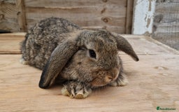 Mixed Breed rabbits for sale: Male rabbits looking for their loving homes.x  - Advert 3