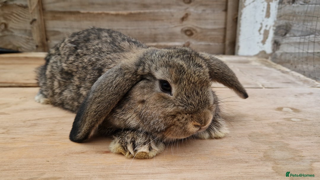 Mixed Breed rabbits for sale: Male rabbits looking for their loving homes.x  - Advert 3