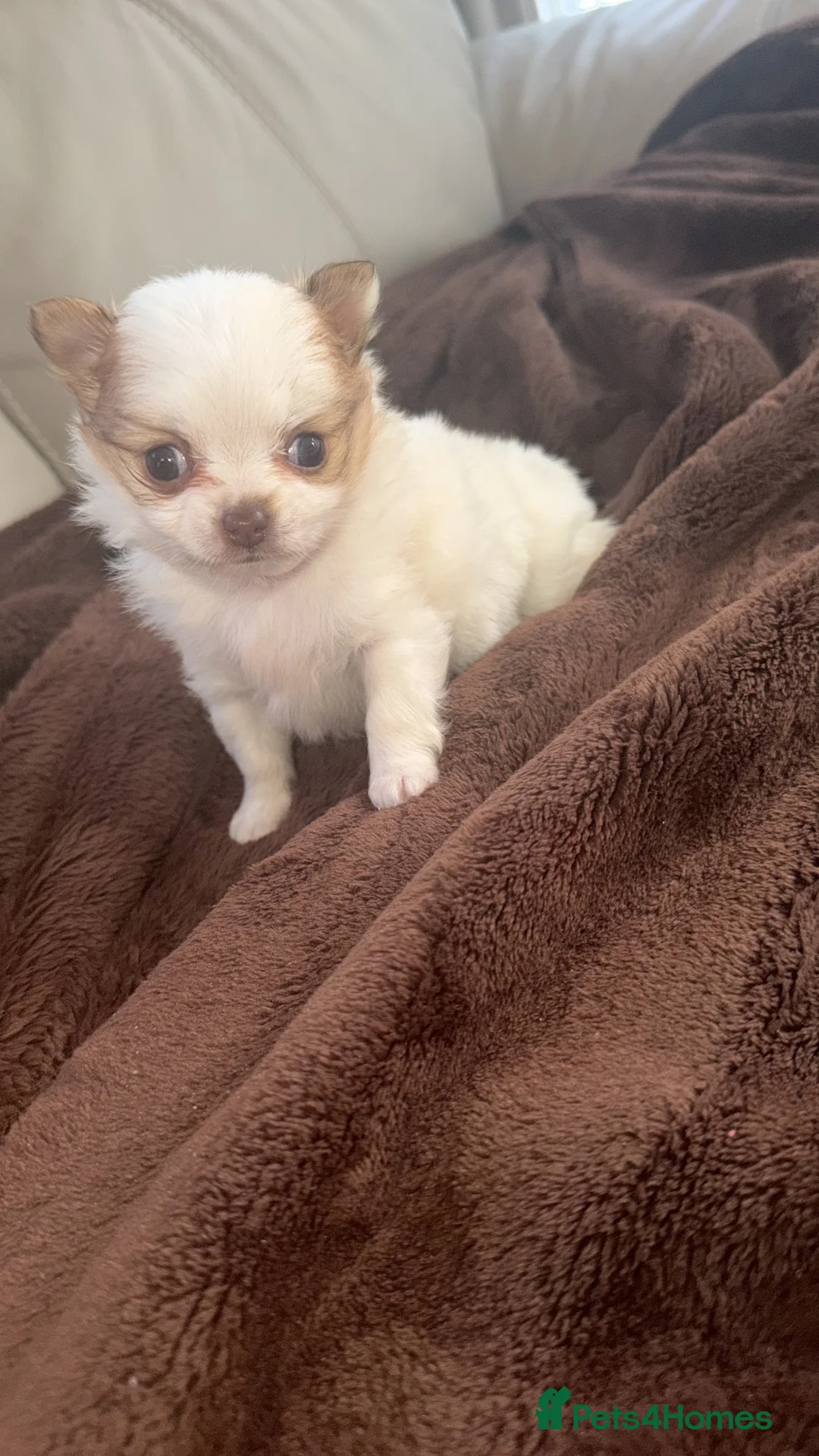 Pomchi dogs for sale: Pomchi - Advert 2