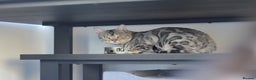 Bengal cats for stud: ☁️SILVER BENGAL STUD☁️  - Advert 1