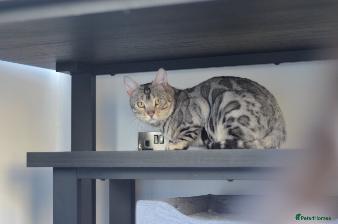 Bengal cats for stud: ☁️SILVER BENGAL STUD☁️  - Advert 1