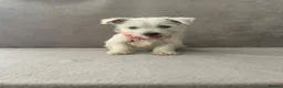 West Highland Terrier dogs for sale: Beautiful west highland terrier puppy’s  - Advert 5