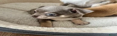 Chihuahua 1