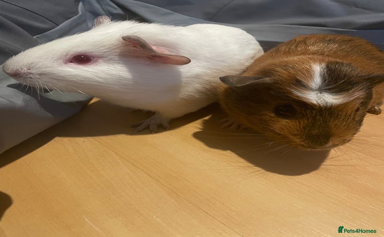 Guinea Pig rodents - Advert 1
