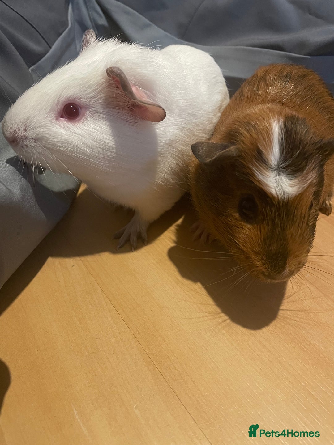 Guinea Pig rodents for sale: Two male guinea pigs - Image 1
