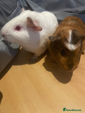 Guinea Pig rodents - Advert 1