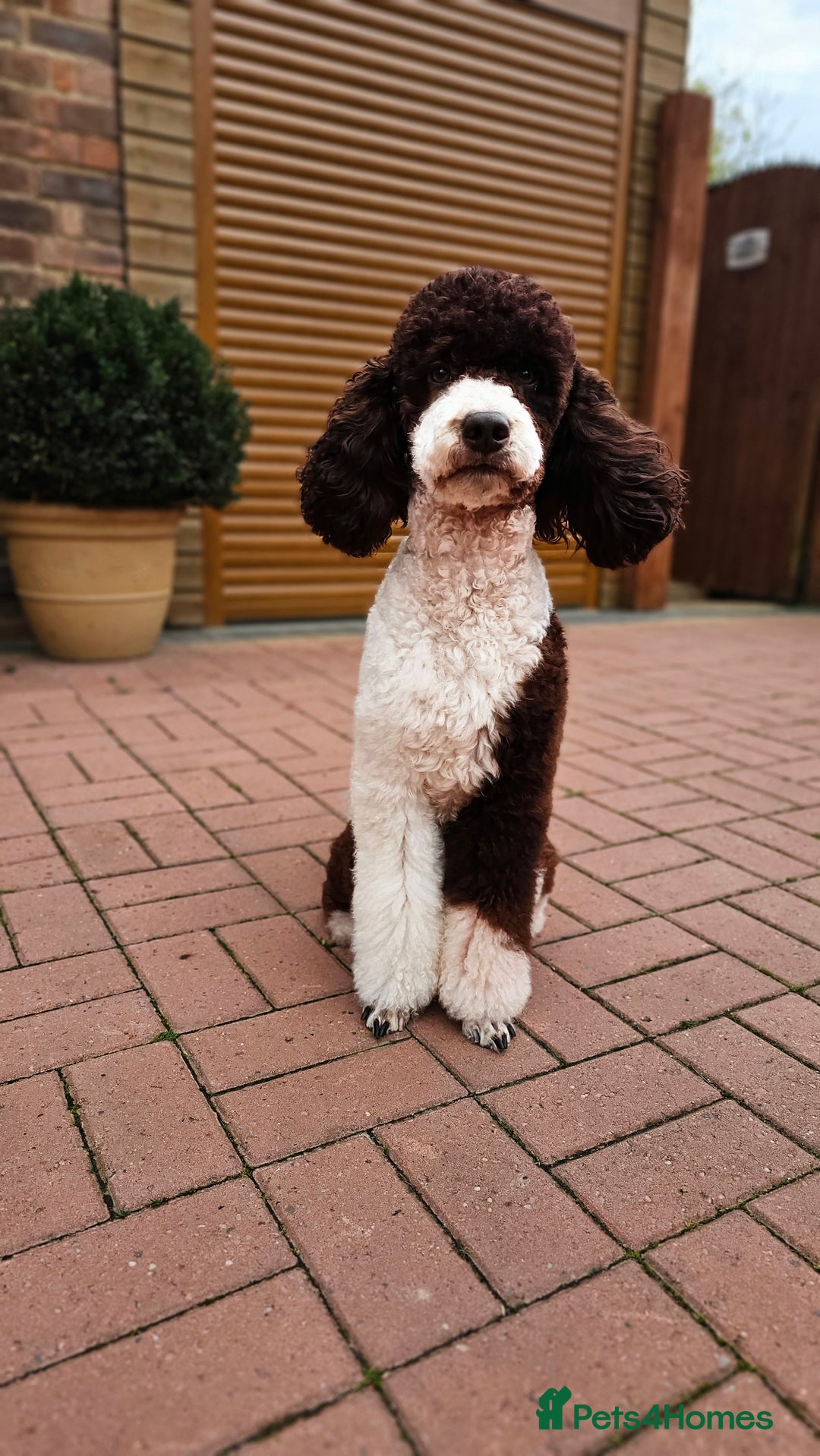 Miniature Poodle dogs for stud: FULLY HEALTH TESTED MINIATURE POODLE in Kettering - Advert 11