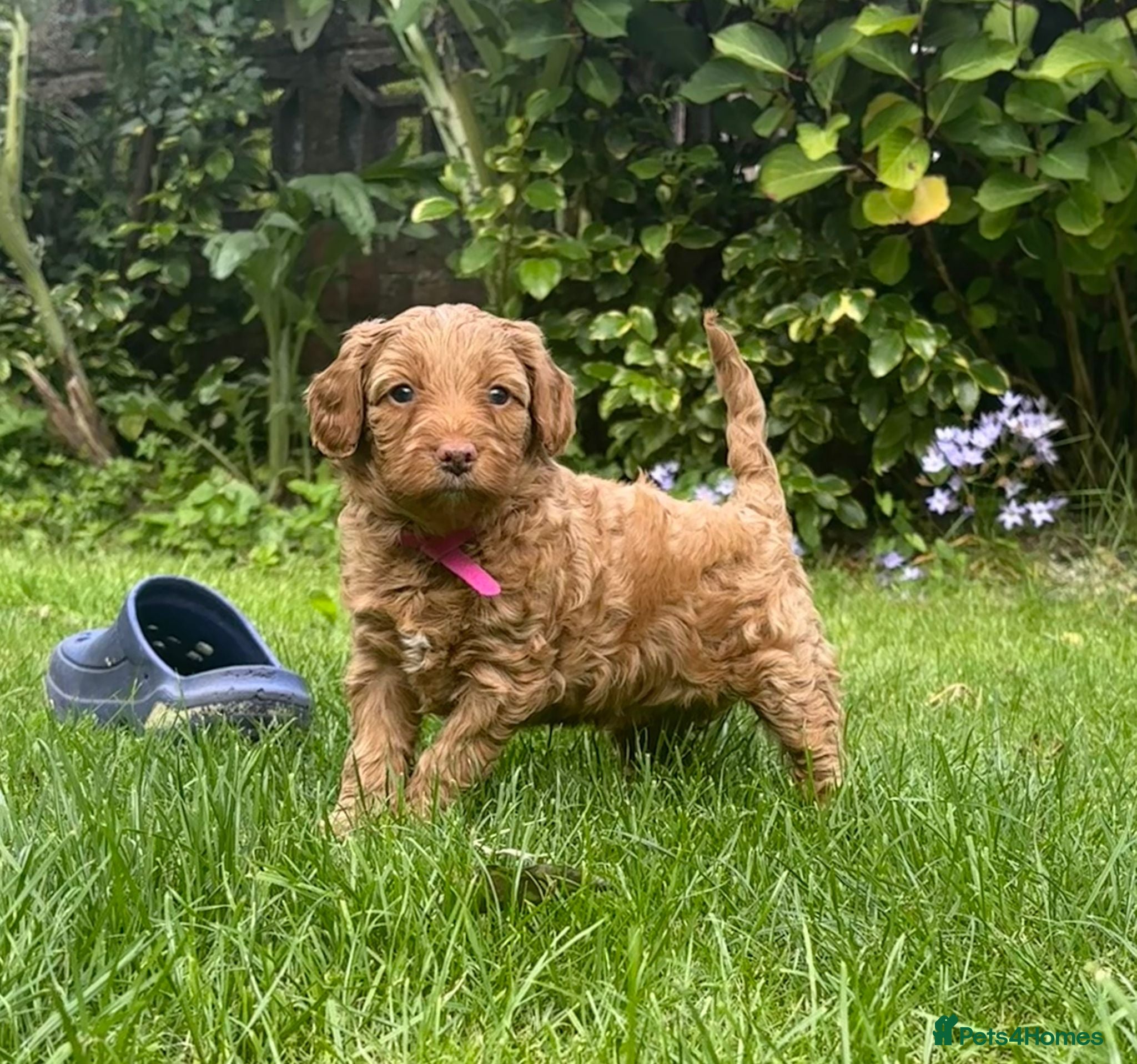 Bordoodle dogs Miniature Bordoodle Puppies - Advert 2
